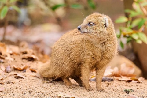 Ethiopian dwarf mongoose (Helogale hirtula) sitting on the ground, Bavaria, Germany, Europe