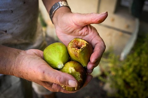 Man holding freshly harvested figs in his right hand, Baden-Württemberg, Germany, Europe