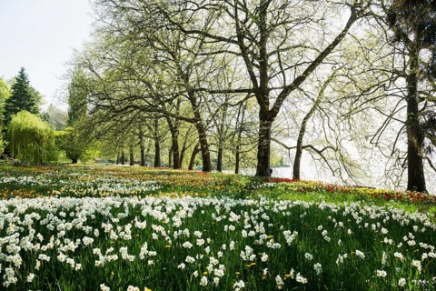 Park and flower meadow with colourful tulips and daffodils, Mainau Island, Lake Constance,