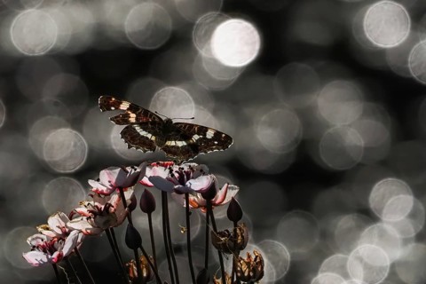 A map butterfly (Araschnia levana) approaching pink flowers, sparkling background, Hesse, Germany,