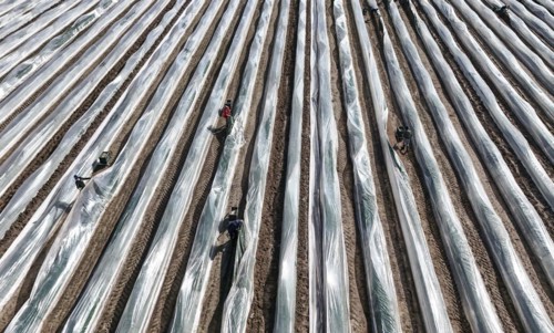 The first asparagus is harvested from a foil-covered asparagus field, Beelitz, 26/03/2024
