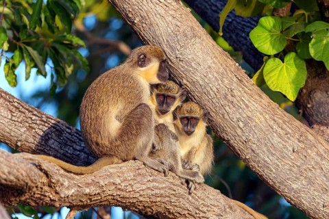 Green monkey (Chlorocebus sabaeus), guenon family, Janjabureh boat trip, Janjabureh, South Bank,