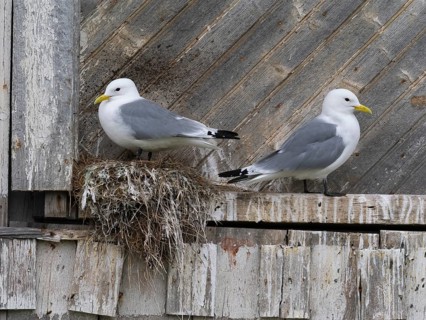 Black-legged kittiwake (Rissa tridactyla), breeding bird on nest, built on fishing harbour