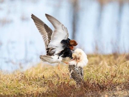 Ruff (Calidris pugnax) two males in breeding plumage at lek, fighting over female, Pokka, Finnish