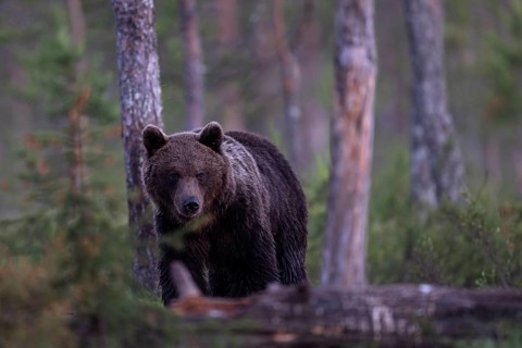 Brown bear (Ursus arctos) in the Finnish taiga, Kuusamo, Finland, Europe