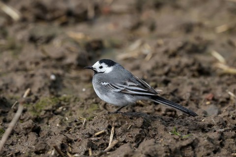 Grevenbroich, North Rhine-Westphalia, Germany, The white wagtail is a species of songbird in the