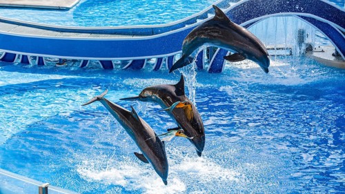 Parrots fly past jumping Bottle nosed dolphins performing a show at Sea World theme park in