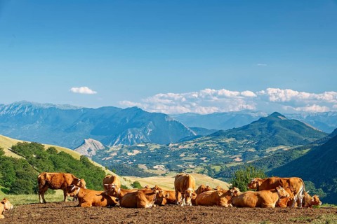 A herd of cows with bells in the mountain and hilly landscape around the village of Carpineto della
