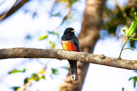 Blue-crowned trogon (trogon curucui) Pantanal Brazil