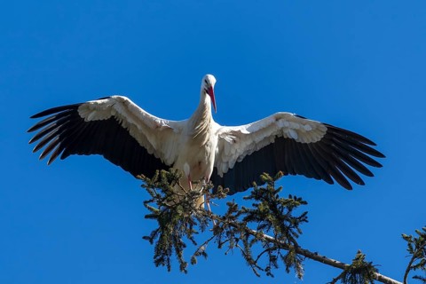 Stork with wide open wings standing on a tree branch in front of a clear sky, White Stork (Ciconia