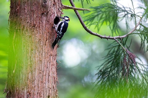 Great spotted woodpecker (Dendrocopos major), male with tongue outstretched at the entrance hole of