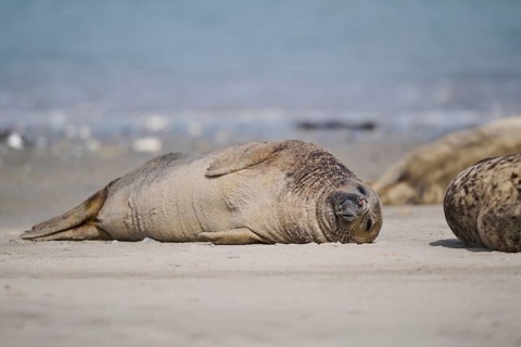 Grey seal (Halichoerus grypus) lying on the beach, Düne, Helgoland, Schleswig-Holstein, Germany,