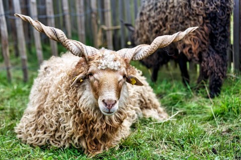 Zackelschaf (Ovis aries strepsiceros Hungaricus) lying in the grass, Hungarian sheep breed, twisted