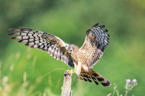 Montagu's harrier (Circus pygargus) wbl Germany
