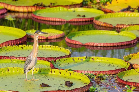 Mongrove Heron (Butorides striatus) Pantanal Brazil