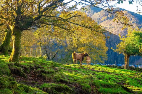Two brown cows are standing on a grassy hillside with moss covered tree roots, surrounded by