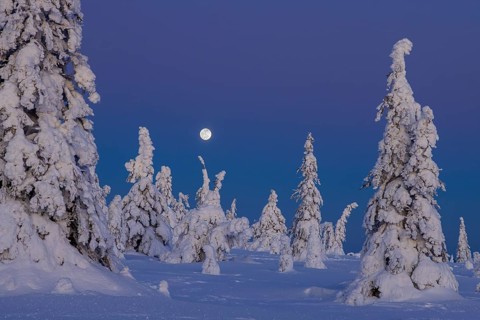 Tykky forest, snow covered spruce trees on the taiga at full moon in winter, Riisitunturi National