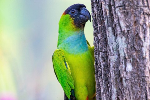 Nanday parakeet (Aratinga nanday) Pantanal Brazil