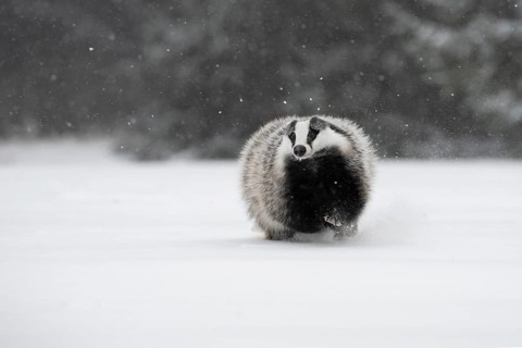 Badger in the snow, Wittlich, Rhineland-Palatinate, Germany, Europe
