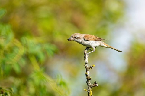 Red-backed shrike (Lanius collurio) wbl Germany