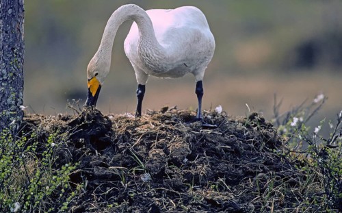 Whooper swan. Cygnus cygnus. Whooper swan adding vegetation to the nest. Kuusamo area. Finland