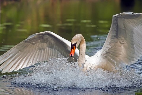 Mute swan. Cygnus olor. A swan lands on a river. Forest of La Wantzenau. Region of Alsace. France
