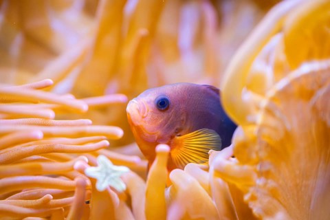 Yellowback anthias (Pseudanthias evansi) swimming under water, captive, Germany, Europe