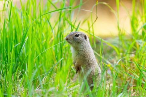 European ground squirrel (Spermophilus citellus) on a meadwo, Bavaria, Germany, Europe