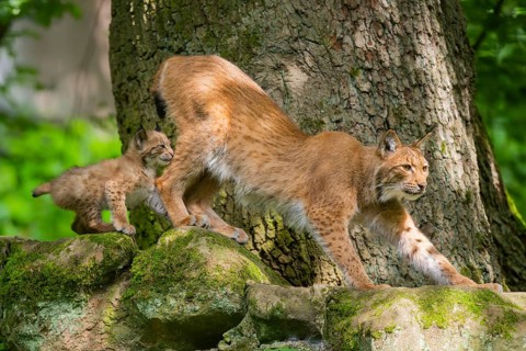 Eurasian lynx (Lynx lynx) mother with her youngsters (cubs) in a forest, Bavaria, Germany, Europe