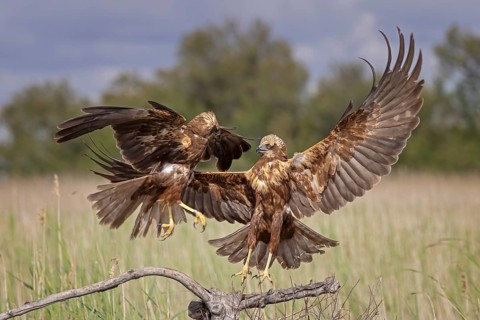 Marsh harrier (Circus aeruginosus) medium-sized bird of prey, female, hunting in reeds, on the