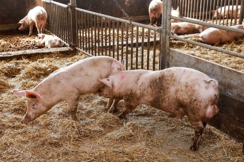 Oberlausitz, Saxony, Germany - Organic pigs in the barn, the animals on this farm are kept in a