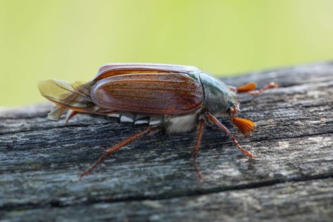 Close-up of cockchafer - fascinating details of a spring messenger