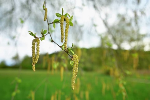 Common hazel (Corylus avellana), close-up of male catkins, Switzerland, Europe