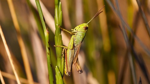 Close-up of a green locust (locusta), on a green stem, Strofilia biotope, wetlands, Kalogria,