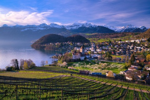 View of Spiez with castle on Lake Thun, vineyards and blossoming cherry trees (Prunus avium),