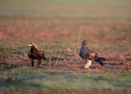 Iberian Eagle, Spanish Imperial Eagle (Aquila adalberti), Extremadura, Castilla La Mancha, Spain,