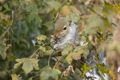 Grey squirrel (Sciurus carolinensis) adult animal feeding in a Field maple tree, England, United