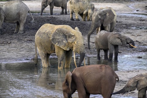 African forest elephants (Loxodonta cyclotis) in the Dzanga Bai forest clearing, Dzanga-Ndoki