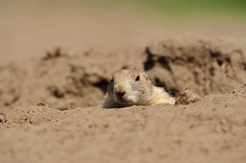 Black-tailed prairie dog (Cynomys ludovicianus) at the burrow, captive, occurrence in North America