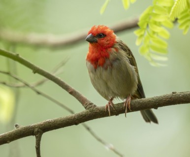 Red fody (Foudia madagascariensis), male, sitting on a branch, occurring in Madagascar, captive