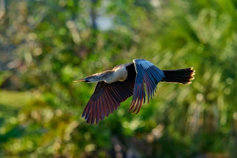 Snakebird (Anhinga anhinga), fly, spring, Wakodahatchee Wetlands, Delray Beach, Florida, USA, North