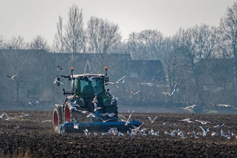 Seagulls search for food in the soil in a large flock around a tractor with which the farmer is