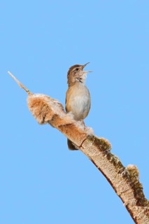 Savi's warbler (Locustella luscinioides) male singing from bulrush spike in wetland in spring