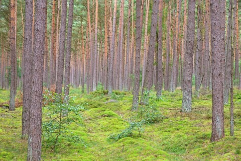 Coniferous forest, pines (Pinus), mossy forest floor, Südheide nature park Park, Lüneburg Heath,