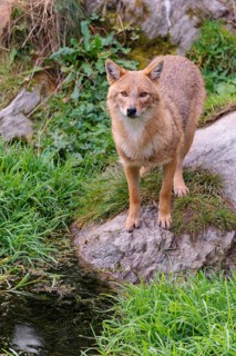 A golden jackal (Canis aureus) stands at a small puddle