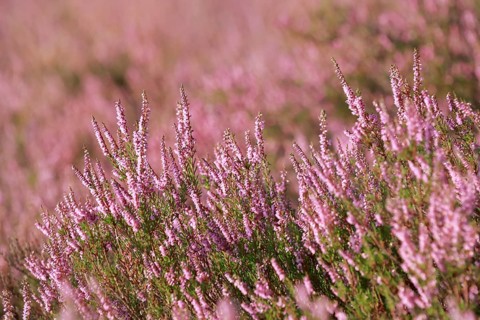 Close-up of flowering heather against the light in the Lüneburg Heath, Lower Saxony, Germany,