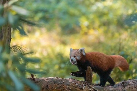 One red panda, Ailurus fulgens, walking on a branch lying on the ground. Green vegetation in the