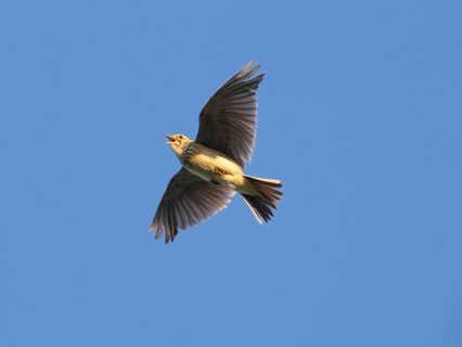 Eurasian skylark (Alauda arvensis) singing in flight against a blue sky in the breeding season,