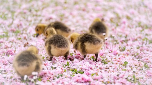 Canada goose chicks (Branta canadensis) five running through a meadow covered with pink cherry