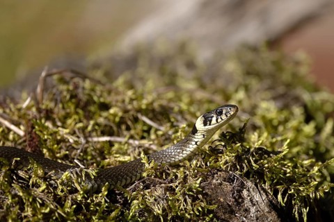 Grass snake on moss cushion, Austria, Upper Austria, Europe